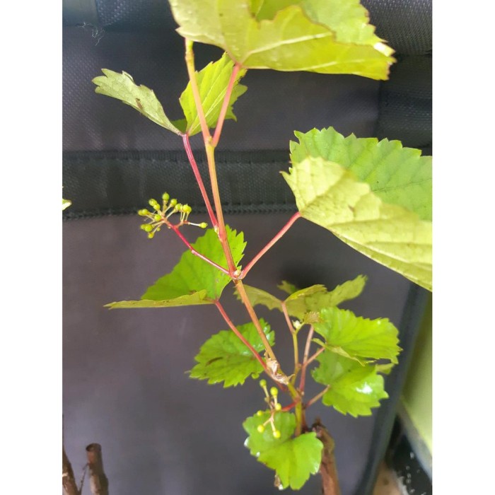 READY BIBIT TANAMAN BUAH BIBIT BUAH ANGGUR HIJAU SUDAH BERBUNGA SIAP BERBUAH