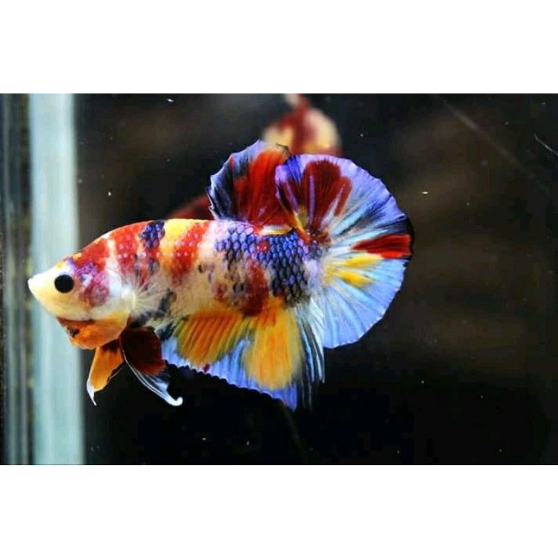 Plakat Multi colour/HM Multi Size M GRADE A++
