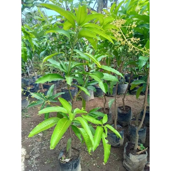 Bibit Tanaman Mangga Chokanan Siap Berbuah Batang Besar