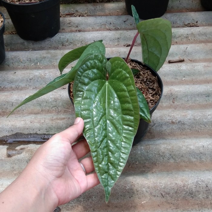 [COD] Tanaman Anthurium Sirih Besar Terbaru