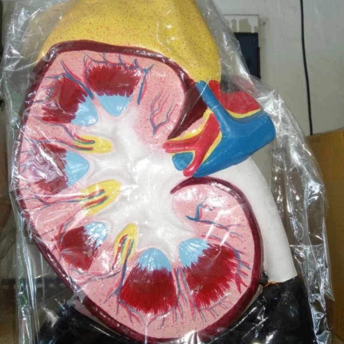 [COD] Model Ginjal Manusia/Torso Ginjal Manusia Berkualitas