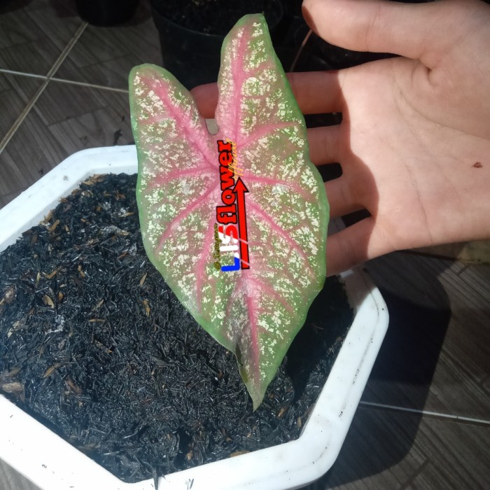 [New Ori] Tanaman Hias Pohon Keladi Caladium Red Flash White Bold Diskon