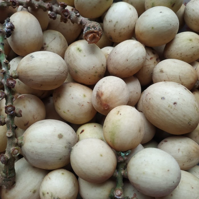 ORI BIBIT LANGSAT LANGSEP TANAMAN BUAH LANGSAT BUKAN DUKU SHT14 )W: a EE44