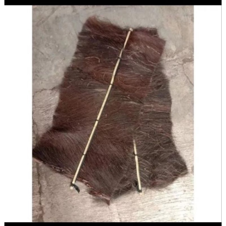 Ijuk Kakaban Tempat Ikan Bertelur