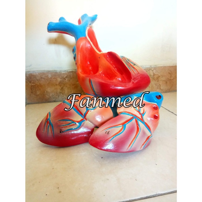 

Manekin / Torso Kerangka Anatomi Model Jantung Manusia Manekin / Torso