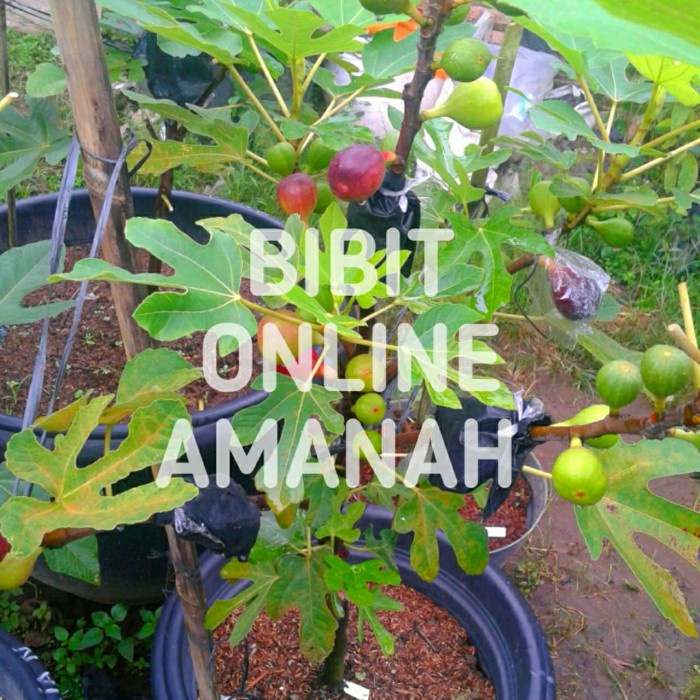 READY Bibit Tanaman Buah Tin / ara Okulasi / Cangkok Kondisi Sudah Berbuah
