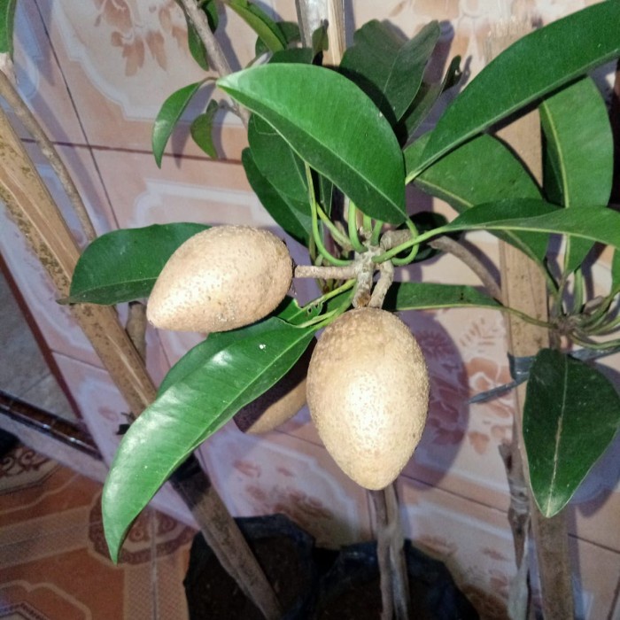 READY bibit tanaman buah sawo mentimun kondisi berbunga dan berbuah