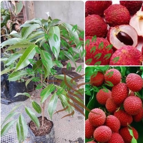 READY Bibit Tanaman Buah Leci Merah-Bibit Pohon Leci Merah Cangkok Asli