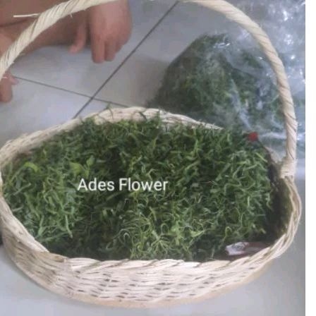 

daun pandan wangi segar tabur makam per kantong 350 gr