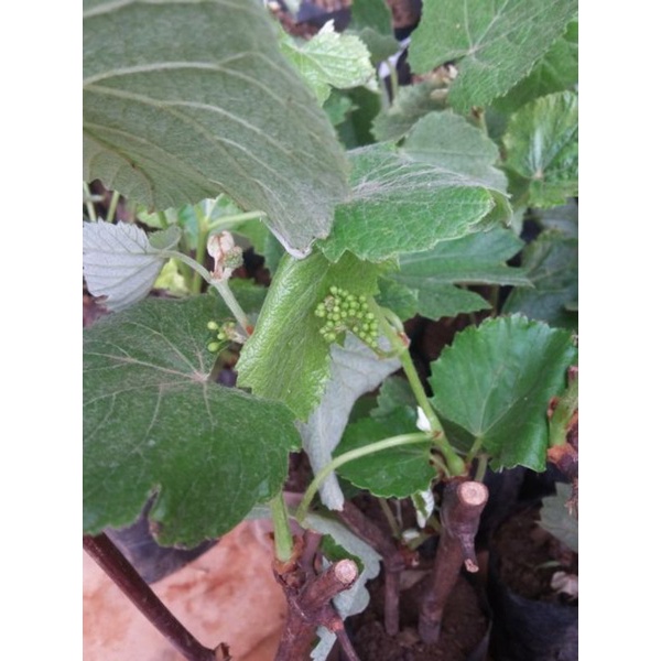 bibit anggur lokal sudah berbunga/berbuah