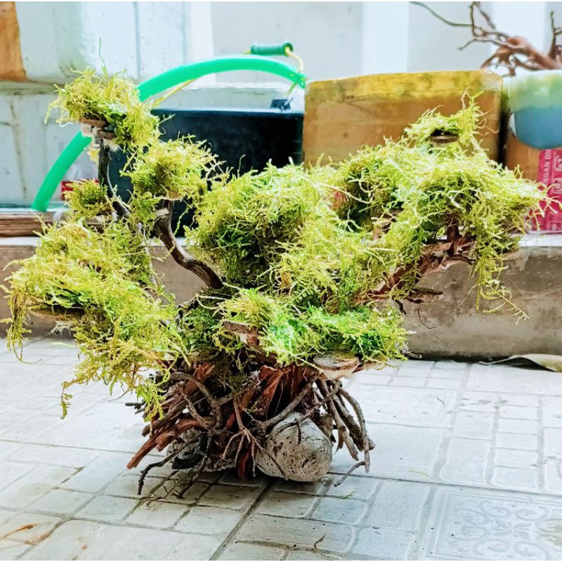 Aquascape Kayu Rasamala Dan Santigi Hardscape Sudah Dengan Moss