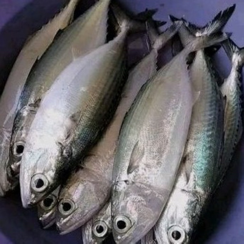 

Ikan kembung 500 gram