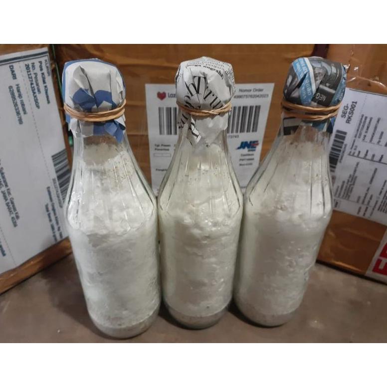 

Special - Bibit jamur shitake f2 !