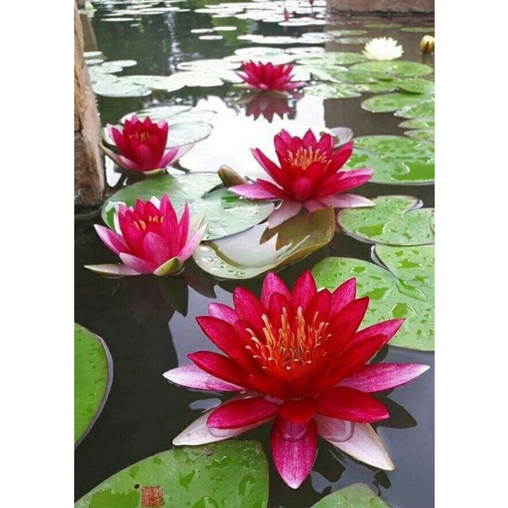 TANAMAN HIAS AIR TERATAI BUNGA MERAH - BUNGA TERATAI - TANAMAN HIAS HIDUP