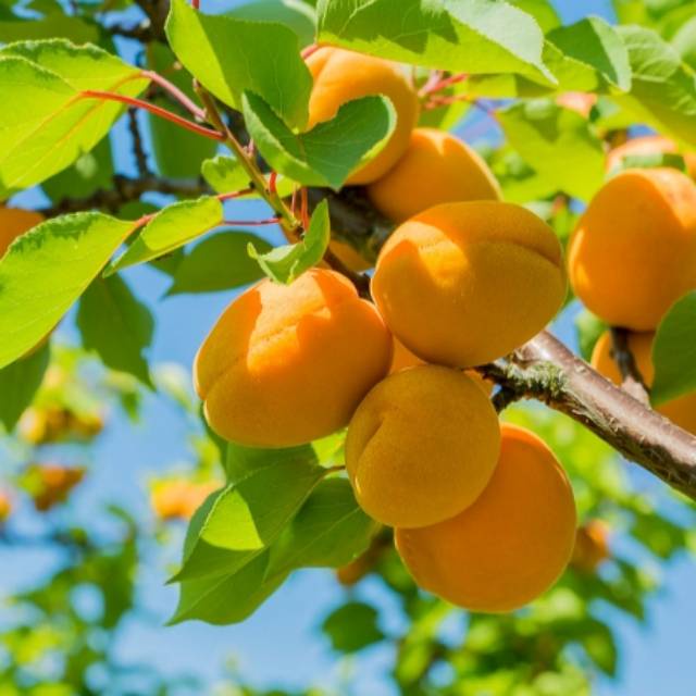 Bibit Benih Buah Aprikot Apricot (1 Butir)