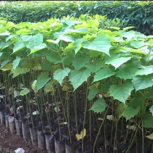 Bibit Benih Tanaman Jati Putih (5 Butir)