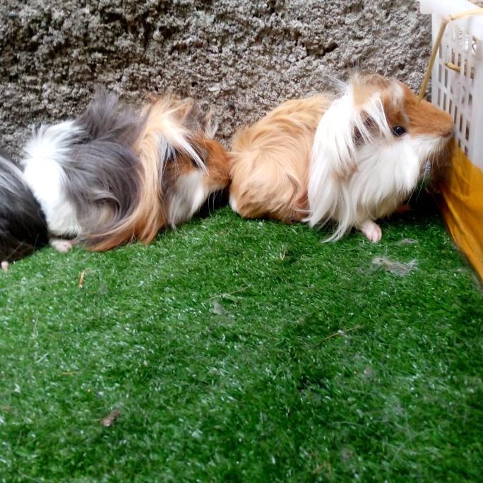 Marmut Guinea Pig Sheba