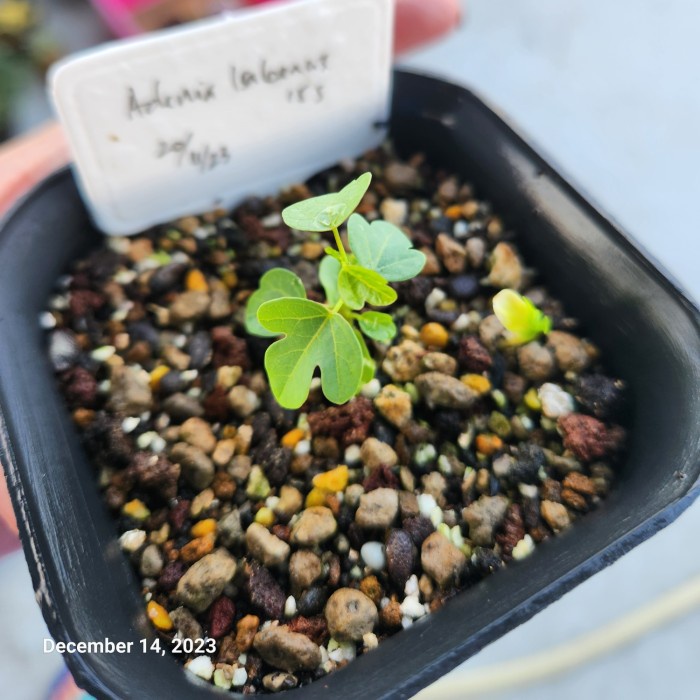 

Adenia Isaloensis seeds -ls01