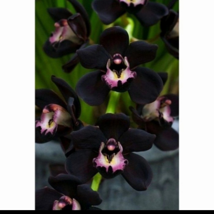 Terbaru Tanaman Hias Anggrek Dendrobium Papua Hitam Dewasa Siap Bunga Promo Terlaris