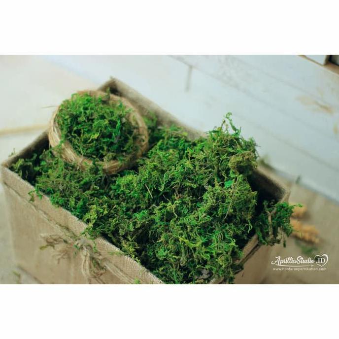 lumut HIJAU PREMIUM artificial 1 kg lumut kering rumput halus sintetis