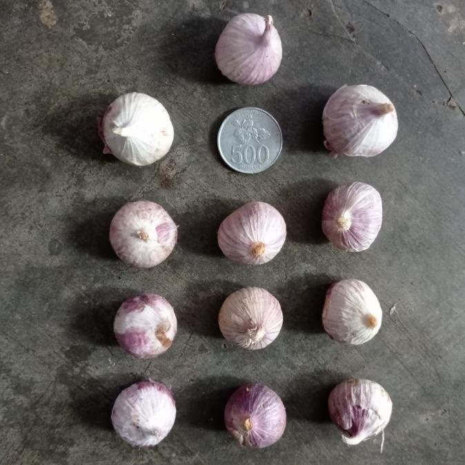 Bawang Putih Tunggal | Bawang Lanang 1 Kg - Besar Tersortir Terbaik