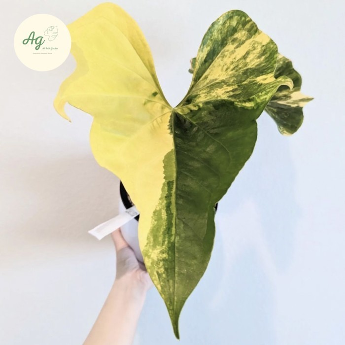 [New] Anthurium Pterodactyl Variegata 1Daun Berkualitas