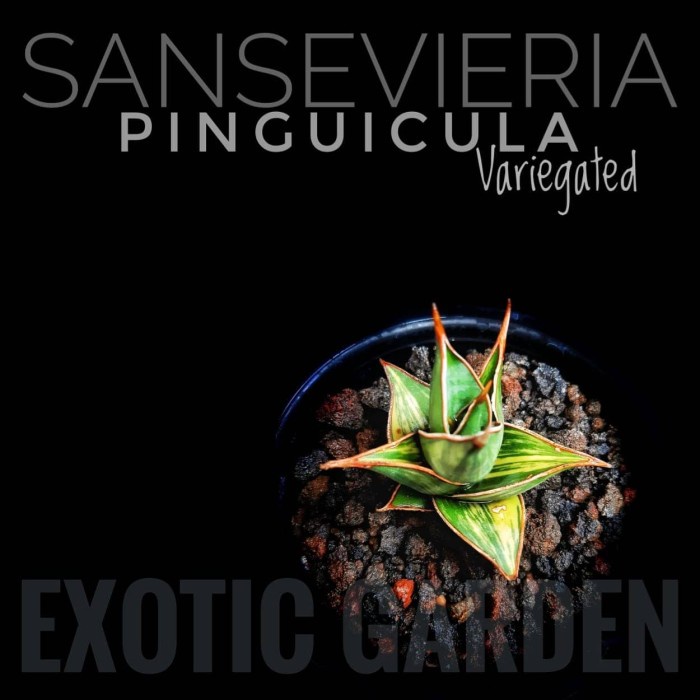 [New] Tanaman Hias Sansevieria Pinguicula Variegata Striata Mentega Sukulen Diskon