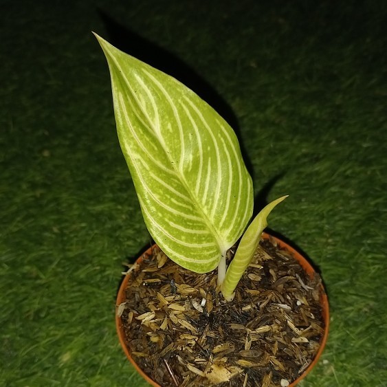 [New] Tanaman Hias Aglaonema / Aglonema Golden Hope Terbatas