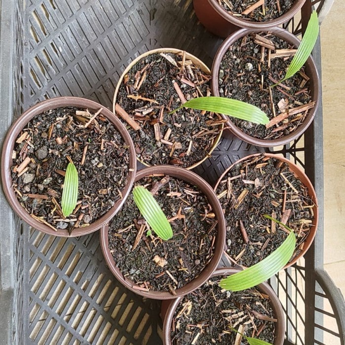 [New] Licuala Cordata Ukuran Kecil Limited
