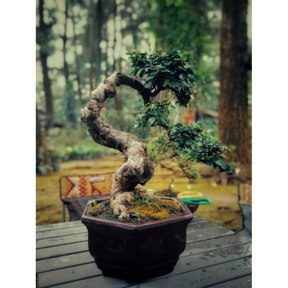 [New] Bonsai Hokianti Tanaman Hokianti Terbatas