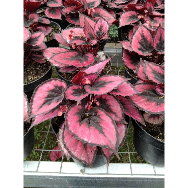 BEGONIA RED CHILI RIMBUN