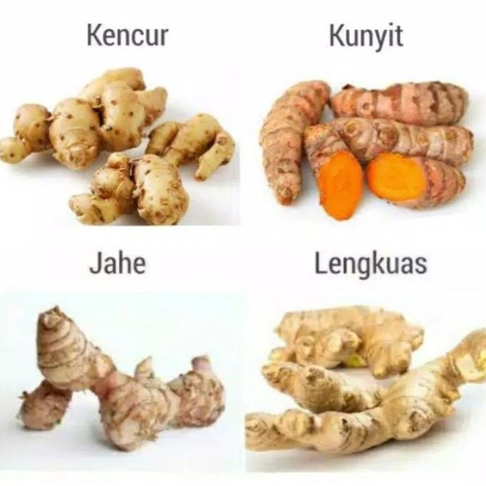 

Termurah JAHE REMPAH/KUNYIT/LENGKOAS/KENCUR