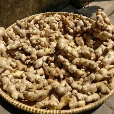 

Termurah JAHE EMPRIT LOKAL/REMPAH/DAPOER MATEEP