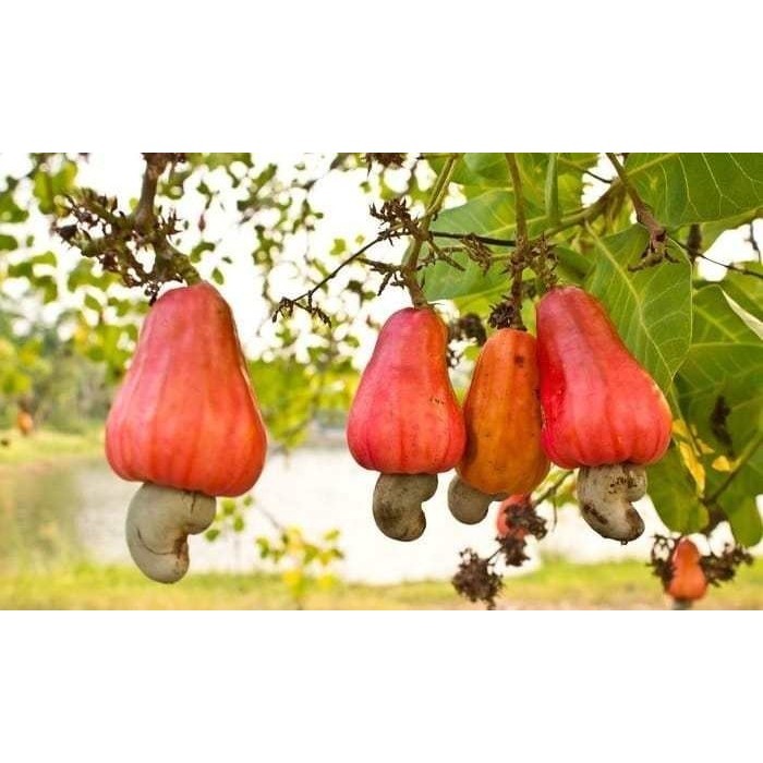 OBRAL TANAMAN Bibit Buah Jambu Mete / Jambu Moyet Okulasi la