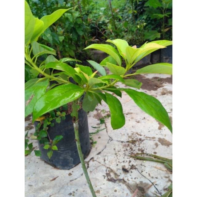 OBRAL TANAMAN bibit alpukat metega merah 50cm