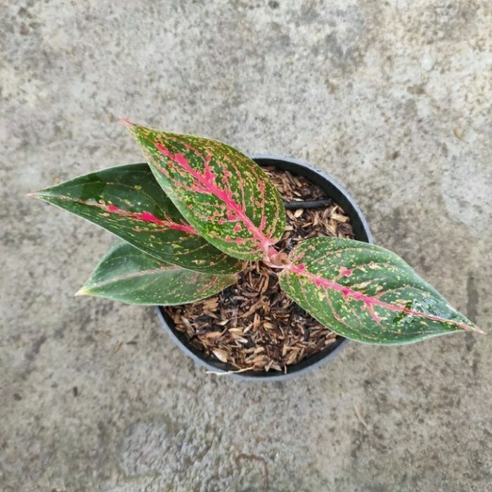 [COD] Tanaman Hias Aglonema Tiara - Bunga Aglonema Tiara Diskon