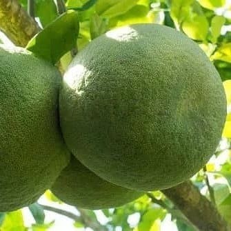 OBRAL TANAMAN Bibit Jeruk Bali Mais Jumbo Poho Jeruk Bali