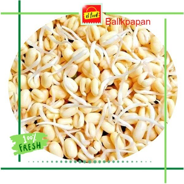 

TOUGE PENDEK SEGAR ±120gr/bks /ELFOOD/Sayur/Sayuran/Rawon/Toge