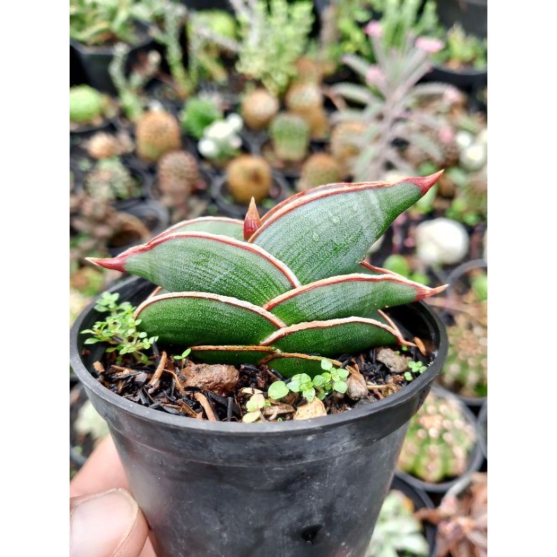 Sansevieria Rorida | tanaman pembersih udara