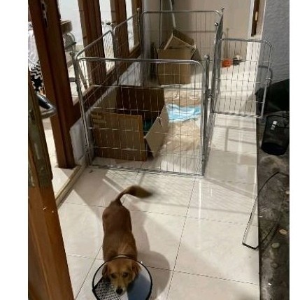 PROMO KANDANG Kandang Pagar Anjing Set / Kandang Lepas Anjing / Kandang Pagar Kucing / Kandang Lepas