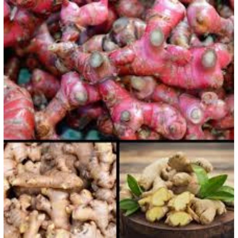 

JAHE ( PUTIH DAN MERAH)