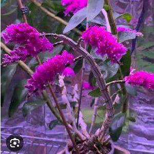 promo  3 anggrek  dendro scundum