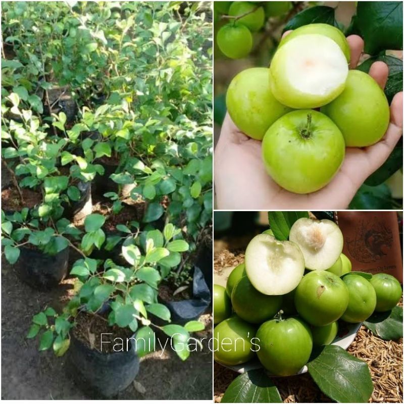 Bibit Tanaman Apel Putsa / Apel India Okulasi BERBUNGA Cepat Berbuah / Apel Futsa LLk13