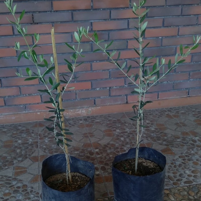 OBBRAALL Bibit Tanaman Buah Zaitun 70cm-Pohon Zaitun 70Cm Asli-Pohon Buah Arab