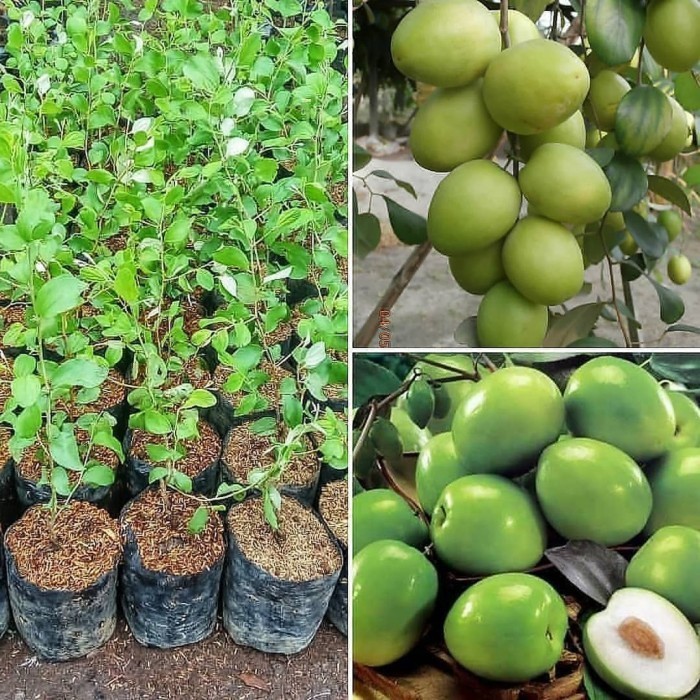 OBBRAALL Bibit Tanaman Buah Apel Putsa / Futsa (Apel India Okulasi)