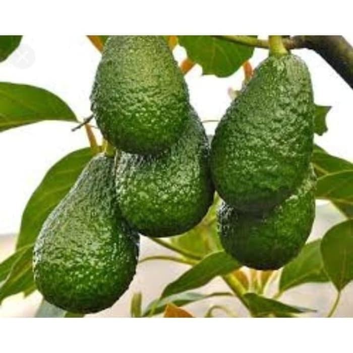 OBBRAALL Bibit Buah Alpukat Yamagata Tanaman Alpukat Yamagata