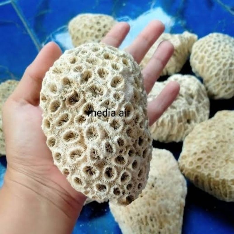 karang laut hiasan aquarium aquascape batu karang laut