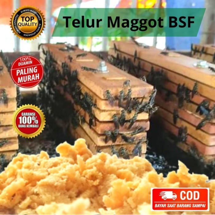 Terlaris Telur Maggot Lalat Bsf Telor Larva Magot 1 Gram Promo Terbaru