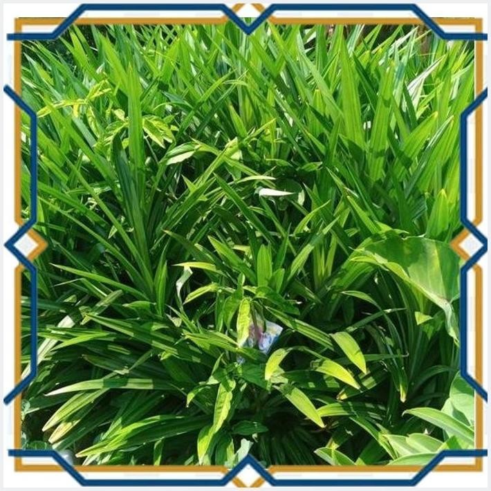 

[SSC] DAUN PANDAN WANGI 250 GRAM / IKAT FRESH DIPETIK SETELAH DI ORDER