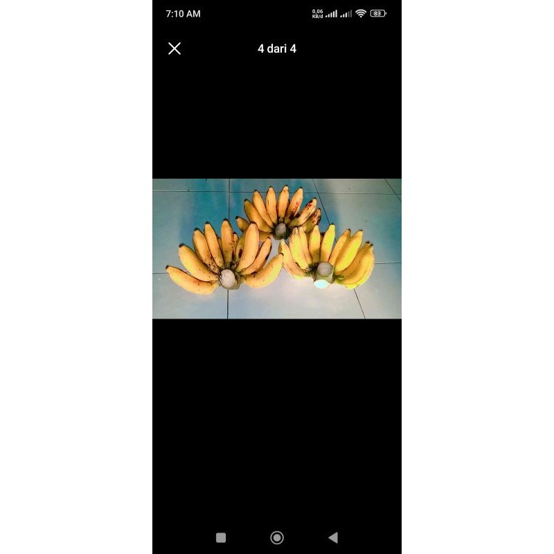 

Pisang Raja manten 1 sisir